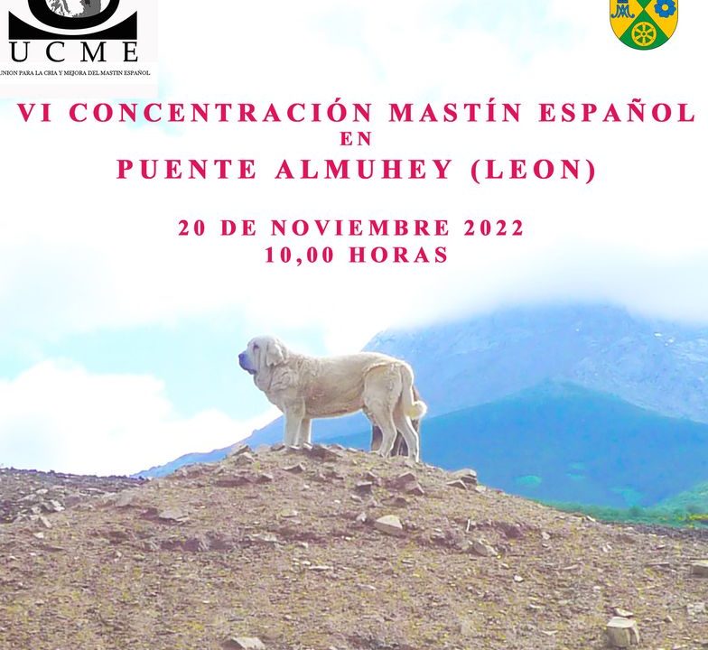 VI Concentración de Mastín Español en Puente Almuhey